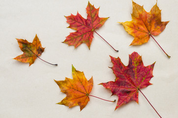 autumn leaves