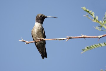 Black-chinned Hummingbird (Archilochus alexandri)