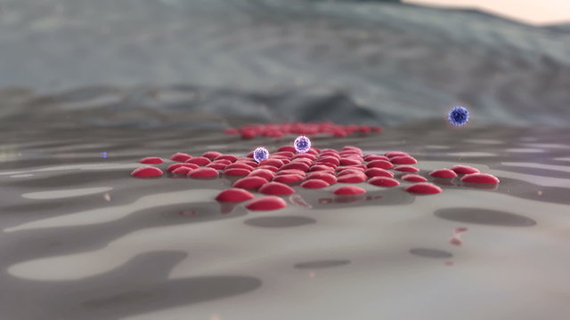 Beta cells, Phagocyte