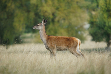 Red Deer, Deer, Cervus elaphus