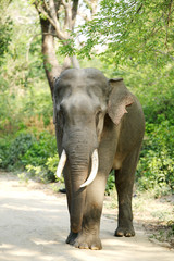 Closeup of a tusker in Jhirna forest of Jim Corbett