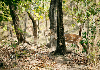 Beautiful cheetal deer in the forest of Jim Corbett © Dr Ajay Kumar Singh