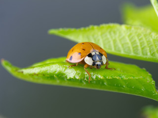 Ladybug on wet green leaf.