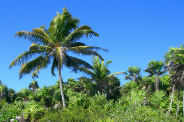 Fototapeta na wymiar Caribbean tropical vegetation with palm trees