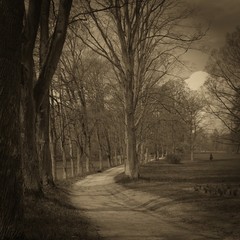 Path in the woods, Vintage, sepia style.