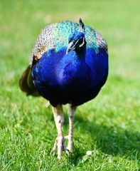 Blue peacock