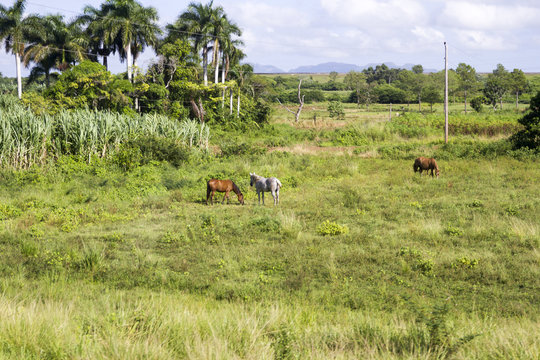 Cuban Farms