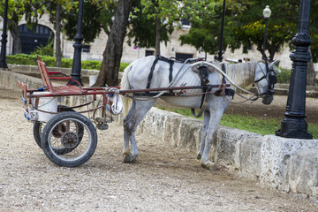 Horse & carriages in the street of Havana