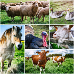 Agricultural collage with various farm animals - 70491894