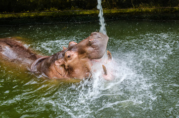 The hippopotamus (Hippopotamus amphibius) or hippo