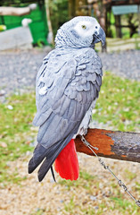 The African Grey Parrot (Psittacus erithacus) © Gelia