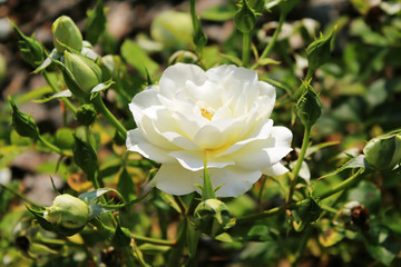 Tea rose and buds