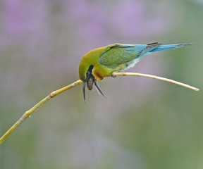Blue-tailed bee-eater