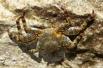 crab on a rock