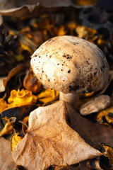 mushroom between leaves