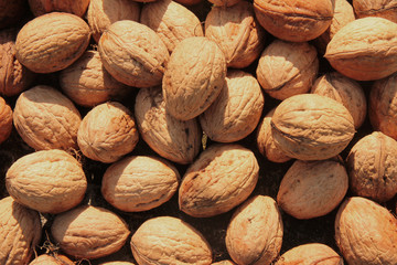A pile of collected autumn walnuts ready for drying