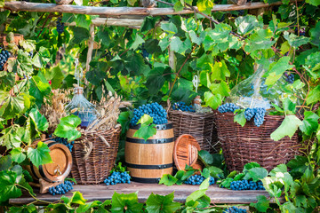 Grape harvest in a village in old fashioned style