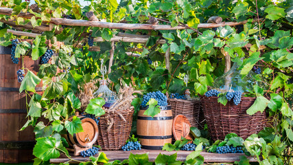 Grape harvest in a village in old fashioned style