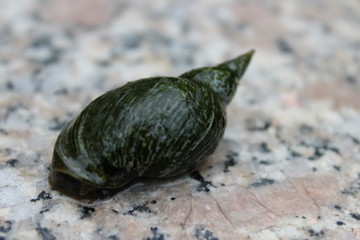 Schlammschnecke
