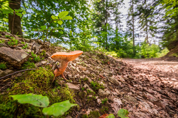 Wild mushroom in the forest near the path