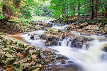 Mountain stream with views of the forest