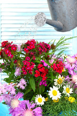 Water can watering flowers on wooden background