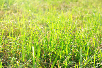 Grass background