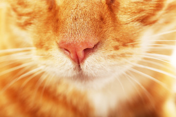 Red cat closeup
