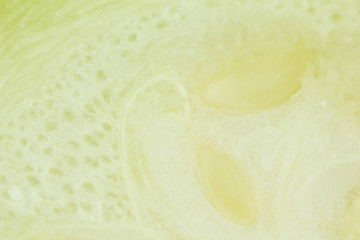 Zucchini close-up