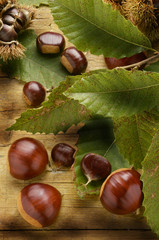 Castaña Châtaigne Castanha Chestnut Castagne ערמון