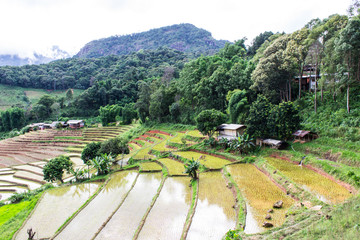 Fototapeta na wymiar Rice field terraces in doi inthanon, Ban Pha Mon Chiangmai Thail