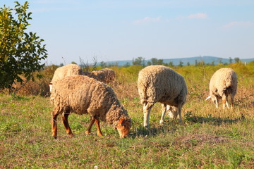 Sheeps graze on the meadow
