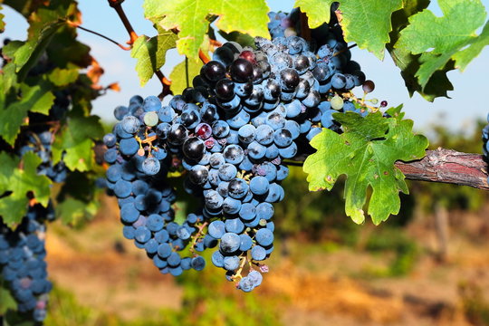 Bunches of ripe grapes on the vine