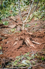 Close up cassava in farm with ground