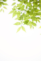 新緑のケヤキの葉