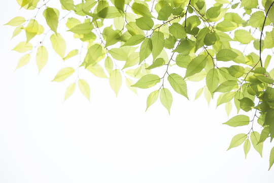 5 226 件の最適な けやきの葉 画像 ストック写真 ベクター Adobe Stock