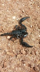 Black scorpion