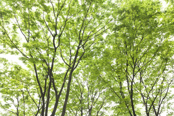 Fototapeta premium 新緑のケヤキの並木
