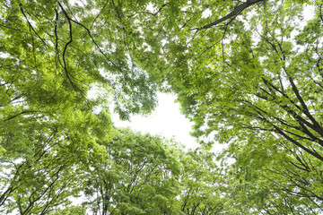 新緑のケヤキの並木