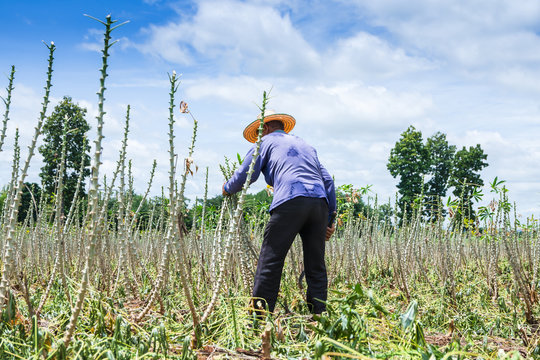 Farmer In Cassava Farm Field