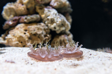 Medusas in the aquarium