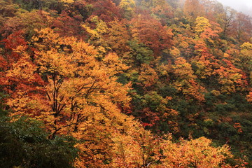 紅葉の大田切渓谷