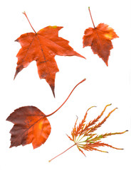 Colorful set of autumn leaves. collection beautiful colorful aut