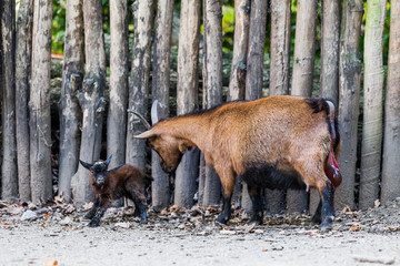 the goat with its baby.  Newborn kid. Brown baby goat © EwaStudio