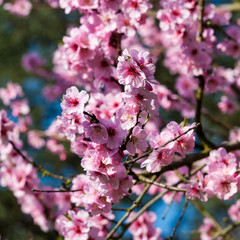 Beautiful Cherry blossom , pink sakura flower