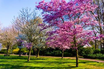 Naklejka premium Spring nature background. Spring landscape