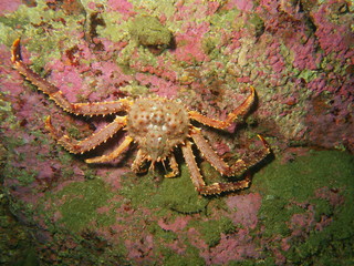 King crab, Barents sea