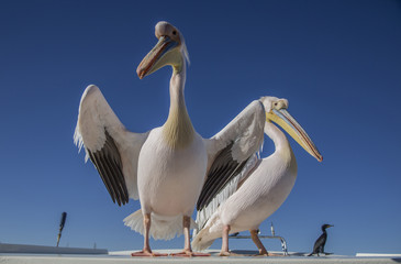 Pelicans in Namibia, catamaran