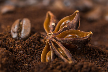 Close-up of  anise with ground arabic coffee heap.