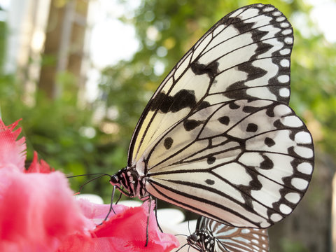 オオゴマダラ の画像 3 327 件の Stock 写真 ベクターおよびビデオ Adobe Stock